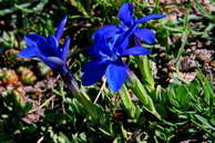 Flore des Écrins - Gentiane à feuilles courtes - Gentiana brachyphylla - Gentianacées