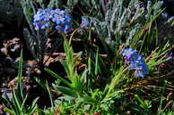 Flore des Écrins - Myosotis alpestre - Myosotis alpestre - Boraginacées