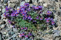 Flore des Écrins - Linaire des Alpes, muflier des Alpes - Linaria alpina - Scrophulariacées