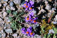 Flore des Écrins - Linaire des Alpes, muflier des Alpes - Linaria alpina - Scrophulariacées