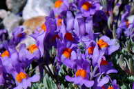 Flore des Écrins - Linaire des Alpes, muflier des Alpes - Linaria alpina - Scrophulariacées