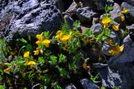 Flore des Écrins - Lotier des Alpes - Lotus alpinus - Fabiacées