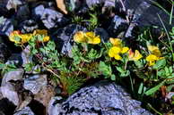 Flore des Écrins - Lotier des Alpes - Lotus alpinus - Fabiacées