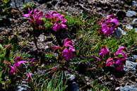 Flore des Écrins - Pédiculaire pointue - Pedicularis kerneri - Scrophulariacées