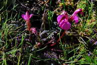 Flore des Écrins - Pédiculaire pointue - Pedicularis kerneri - Scrophulariacées
