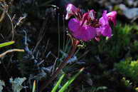Flore des Écrins - Pédiculaire pointue - Pedicularis kerneri - Scrophulariacées