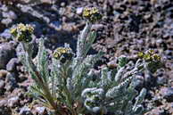 Flore des Écrins - Achillée naine, faux-génépi - Achillea nana - Astéracées