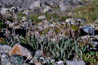 Flore des Écrins - Achillée naine, faux-génépi - Achillea nana - Astéracées