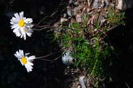 Flore des Écrins - Marguerite, chrysanthème des Alpes - Leucanthemopsis alpinum - Astéracées