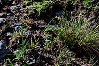 Flore des Écrins - Luzule jaune - Luzula lutea - Joncacées