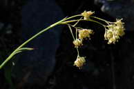 Flore des Écrins - Luzule jaune - Luzula lutea - Joncacées