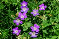 Flore des Écrins - Géranium des forêts - Geranium sylvaticum - Géraniacées