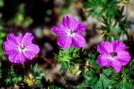 Flore des Écrins - Géranium sanguin - Geranium sanguineum - Géraniacées