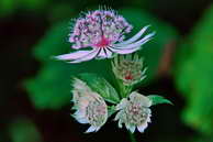 Flore des Écrins - Grande astrance, grande radiaire - Astrantia major - Apiacées (Ombellifères)