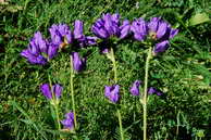 Flore des Écrins - Campanule agglomérée - Campanula glomerata - Campanulacées