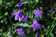 Flore des Écrins - Campanule fausse raiponce - Campanula rapunculoides - Campanulacées