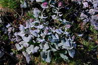 Flore des Écrins - Adénostyle à feuilles blanches - Adenostyles leucophylla - Astéracées (rochers, éboulis, moraines)