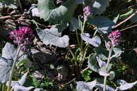Flore des Écrins - Adénostyle à feuilles blanches - Adenostyles leucophylla - Astéracées (rochers, éboulis, moraines)