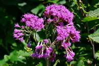 Flore des Écrins - Adénostyle à feuilles d'alliaire - Adenostyles alliarae - Astéracées (mégaphorbiaies