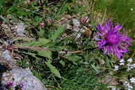 Flore des Écrins - Centaurée nervée - Centaurea nervosa - Astéracées