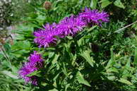 Flore des Écrins - Centaurée nervée - Centaurea nervosa - Astéracées