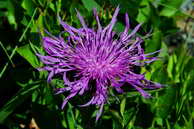 Flore des Écrins - Centaurée nervée - Centaurea nervosa - Astéracées
