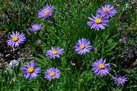 Flore des Écrins - Aster des Alpes - Aster alpinus - Astéracées