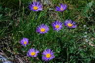 Flore des Écrins - Aster des Alpes - Aster alpinus - Astéracées