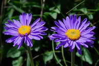 Flore des Écrins - Aster des Alpes - Aster alpinus - Astéracées