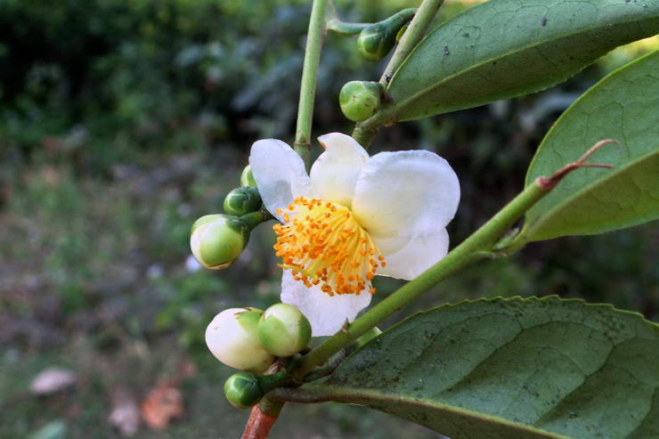 Flore de l'Himalaya - Thier - Camellia sinensis - Thaces