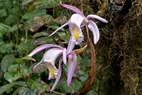 Flore de l'Himalaya - Orchide du Sikkim