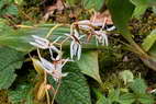 Flore de l'Himalaya - Orchide du Sikkim