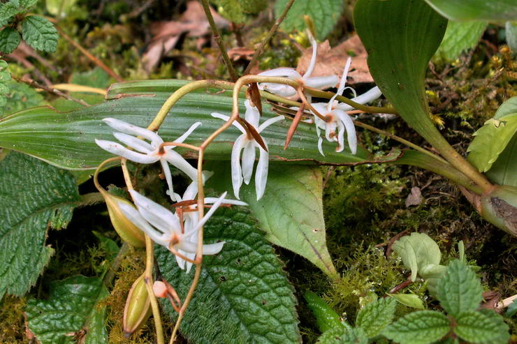 Flore de l'Himalaya - Orchide du Sikkim - .. - Orchidaces