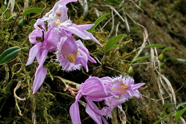 Flore de l'Himalaya - Orchide du Sikkim - .. - Orchidaces