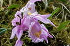 Flore de l'Himalaya - Orchide du Sikkim