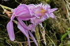 Flore de l'Himalaya - Orchide du Sikkim