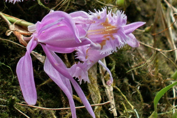 Flore de l'Himalaya - Orchide du Sikkim - .. - Orchidaces