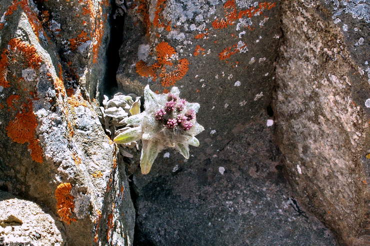 Flore de l'Himalaya - Edelweiss - Leontopodium .. - Astraces