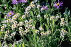 Flore de l'Himalaya - Edelweiss de Sibrie - Anaphalis triplinervis