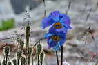 Flore de l'Himalaya - Pavot bleu, Mconopside bleue, Meconopsis betonicifolia