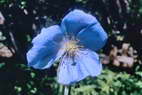 Flore de l'Himalaya - Npal - Grand meconopsis - Meconopsis grandis