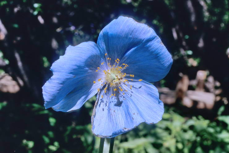 Flore de l'Himalaya - Npal - Grand meconopsis - Meconopsis grandis - Papavraces