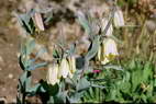 Flore de l'Himalaya - Fritillaire  fleurs ples - Fritillaria  pallidiflora
