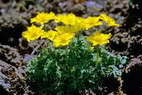 Flore de l'Himalaya - Trolle nain - Trollius pumilus