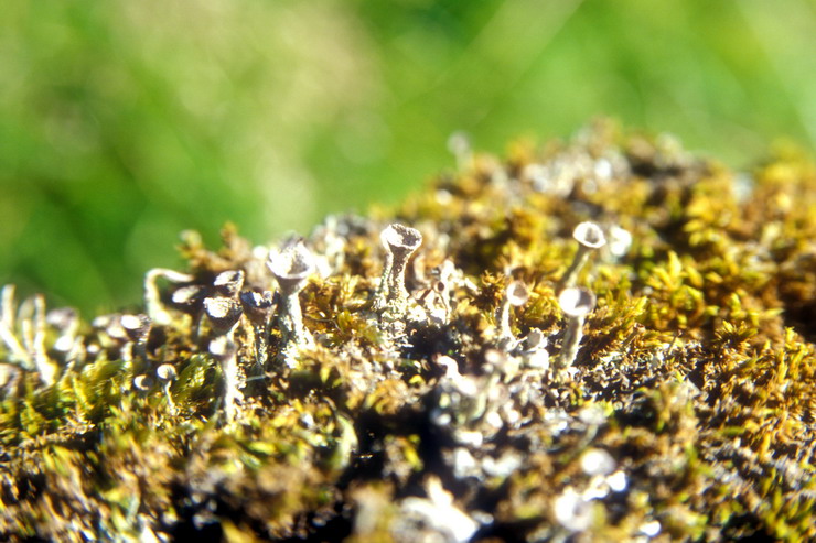 Flore arctique - Cladonie en trompette - Cladonia pyxidata - Cladoniaces