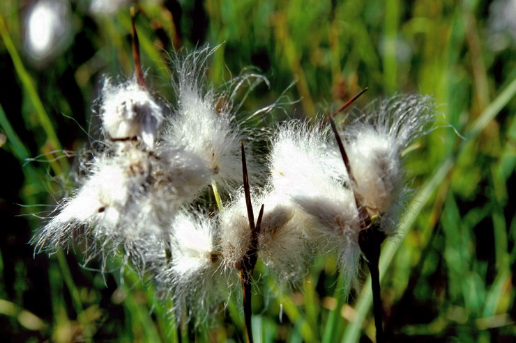 Flore arctique - Linaigrette  feuilles troites - Eriophorum angustifolium - Cypraces