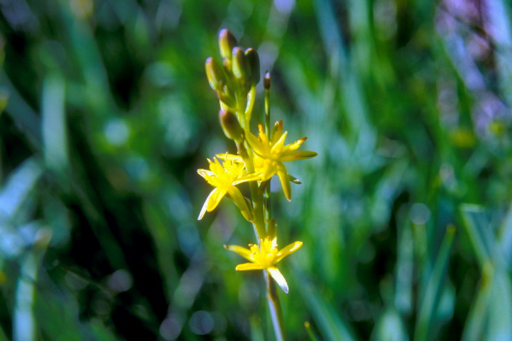 Flore arctique - Ossifrage - Narthecium ossifragum - Liliaces