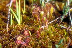 Flore arctique - Drosra ou Rossolis  feuilles rondes,  g. et Drosra ou Rossolis d'Angleterre,  d. - Drosera rotundifolia et Drosera anglica - Drosraces