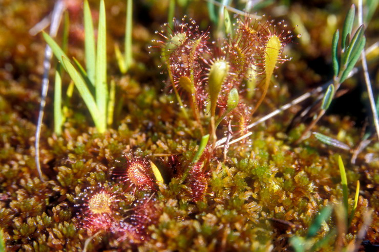 Flore arctique - Drosra ou Rossolis  feuilles rondes,  g. et Drosra ou Rossolis d'Angleterre,  d. - Drosera rotundifolia et Drosera anglica - Drosraces