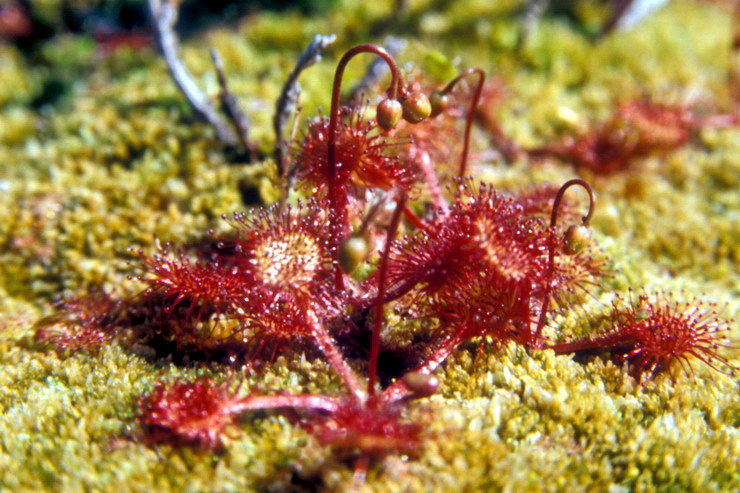 Flore arctique - Drosra (= Rossolis)  feuilles rondes - Drosera (= Rossolis) rotundifolia - Drosraces